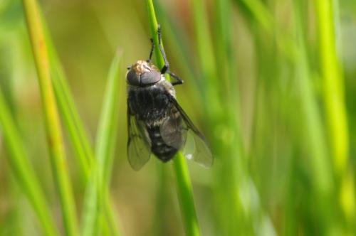 Hybomitra micans