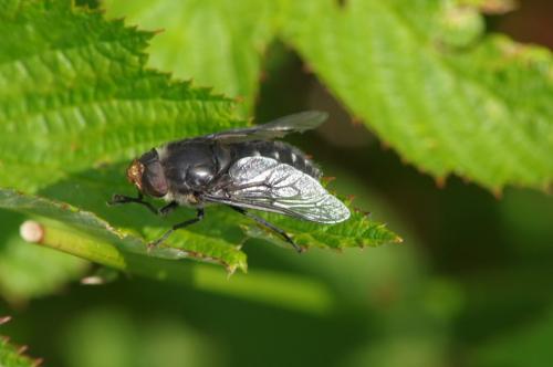Réf. 126 386 : Hybomitra micans