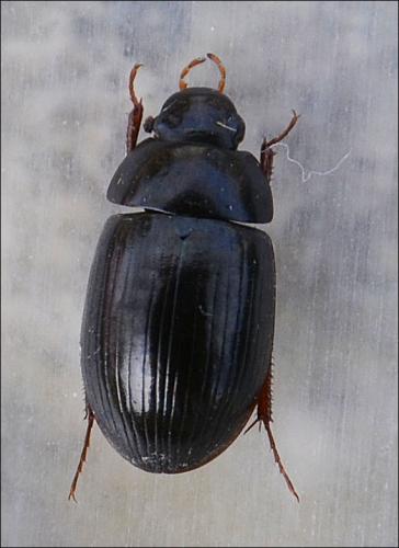Réf. 126 153 : Hydrobius fuscipes