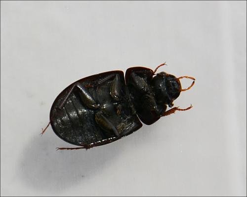 Réf. 126 154 : Hydrobius fuscipes