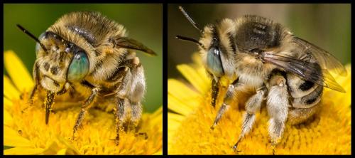 Réf. 126 138 : Anthophora bimaculata