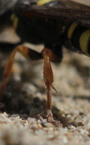 Réf. 126 679 : Hoplisoides punctuosus