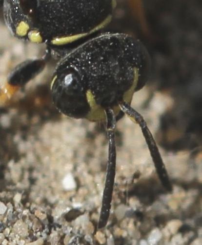 Hoplisoides punctuosus