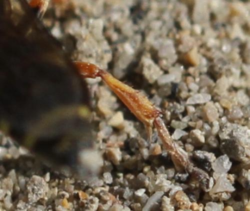 Réf. 126 678 : Hoplisoides punctuosus