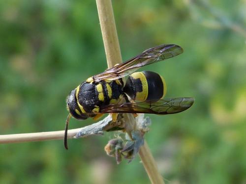 Ancistrocerus auctus
