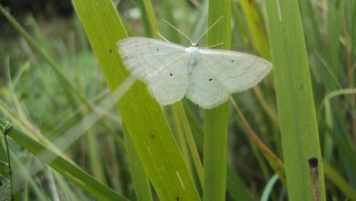 Réf. 126 603 : Scopula immutata
