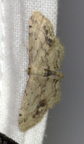 Réf. 126 755 : Idaea dimidiata