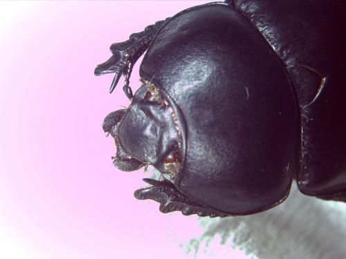 Thorectes intermedius