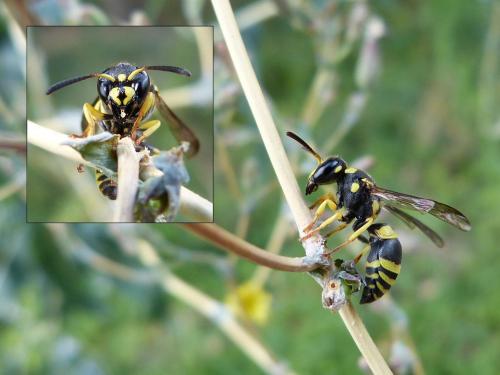 Ancistrocerus auctus