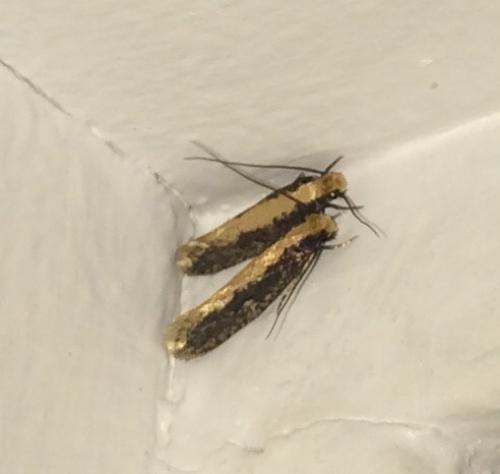 Monopis crocicapitella