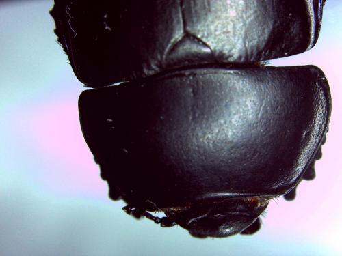 Réf. 126 710 : Thorectes intermedius