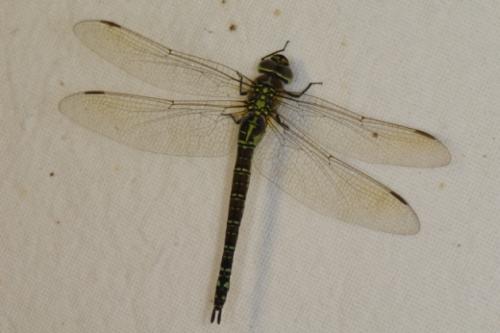 Aeshna affinis