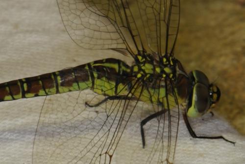 Aeshna affinis