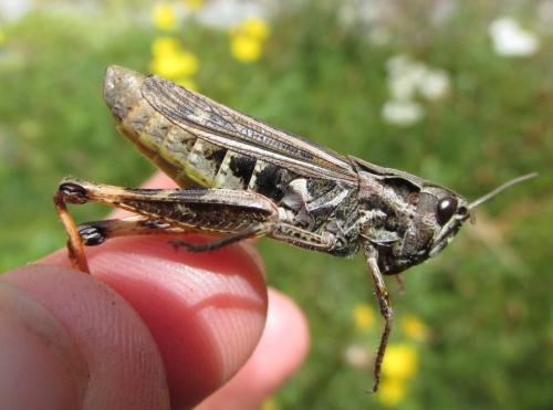 Réf. 126 930 : Chorthippus saulcyi vicdessossi