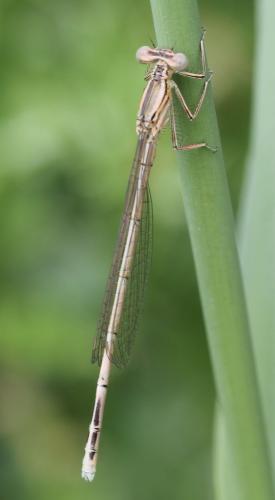 Platycnemis pennipes