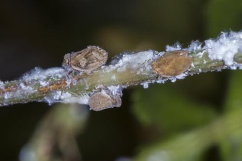 Agalmatium flavescens