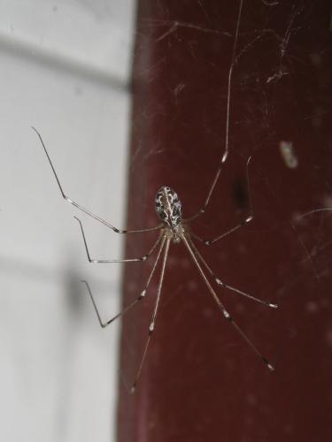 Holocnemus pluchei