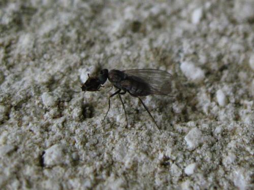 Medetera sp.
