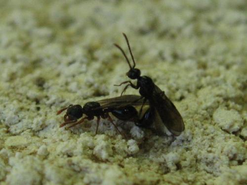 Myrmecina graminicola