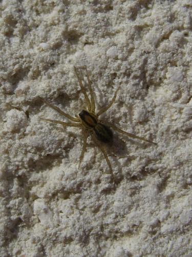 Pardosa sp.