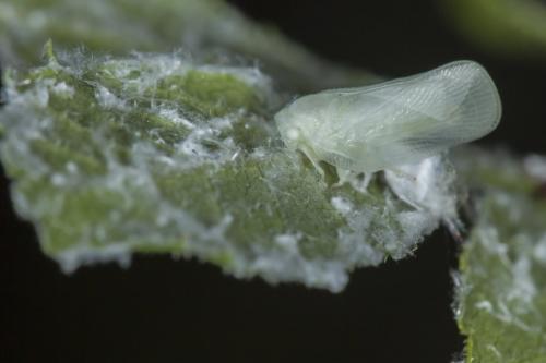 Metcalfa pruinosa