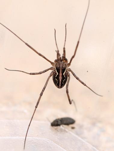 Réf. 126 157 : Mitopus morio