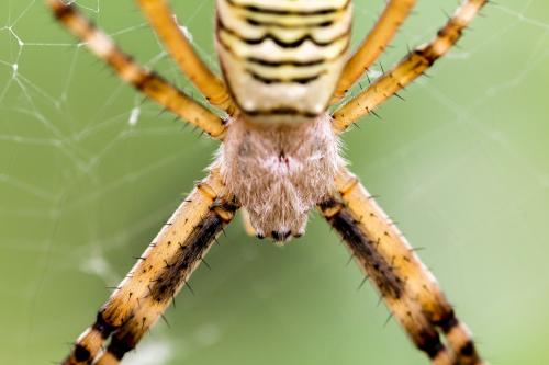 Argiope bruennichi