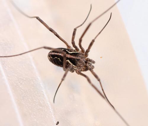 Mitopus morio