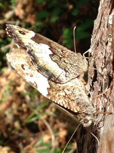 Hipparchia fagi