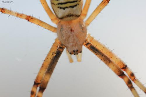 Réf. 126 155 : Argiope bruennichi