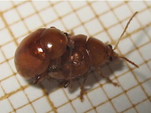 Réf. 126 966 : Sphaeroderma rubidum