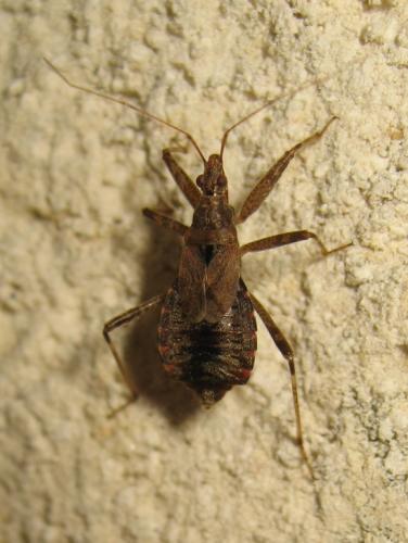 Réf. 126 986 : Himacerus apterus