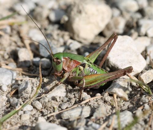 Réf. 126 434 : Decticus verrucivorus verrucivorus