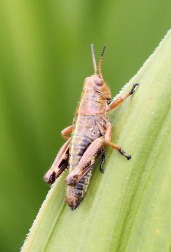 Miramella alpina subalpina