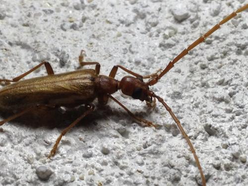 Réf. 126 534 : Vesperus strepens