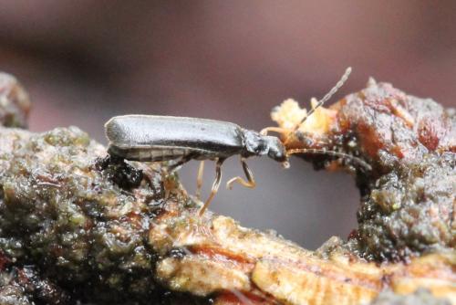 Rhagonycha sp.