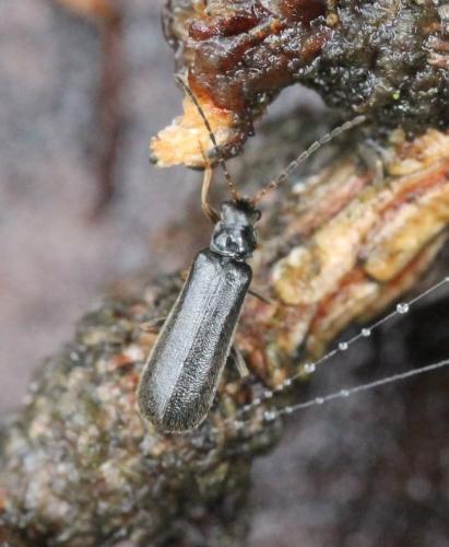 Rhagonycha sp.