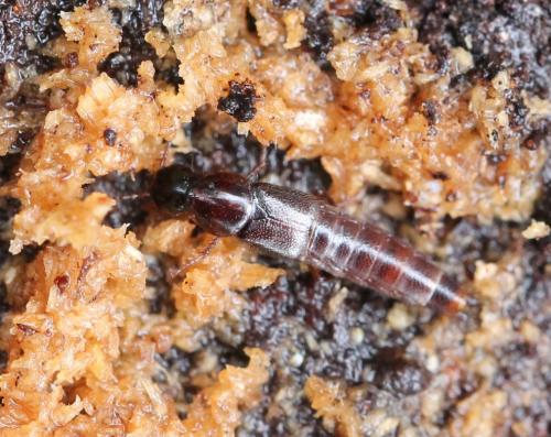 Réf. 126 405 : Quedius sp.
