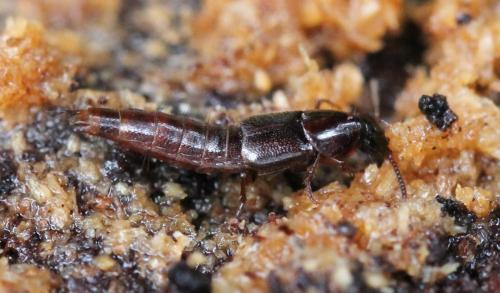 Réf. 126 408 : Quedius sp.