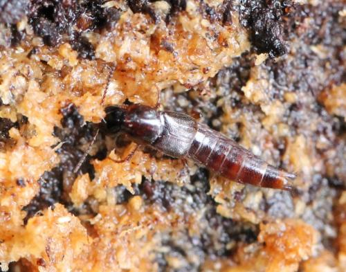 Réf. 126 407 : Quedius sp.