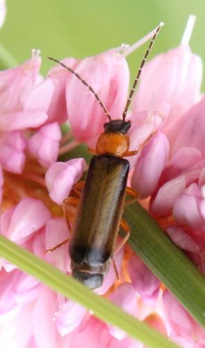 Rhagonycha lutea