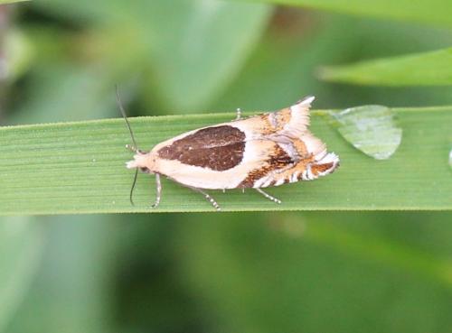 Ancylis badiana