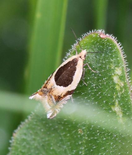 Réf. 126 451 : Ancylis badiana