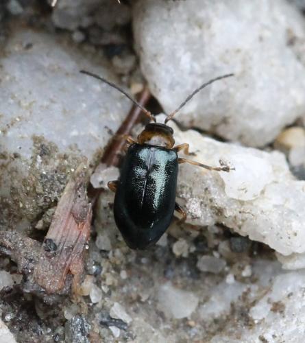 Réf. 126 411 : Luperus sp.