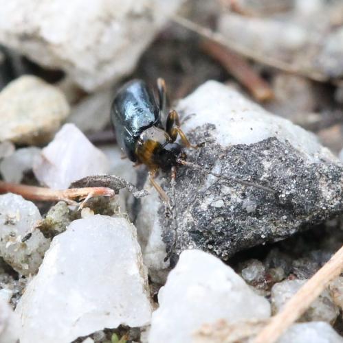 Luperus sp.