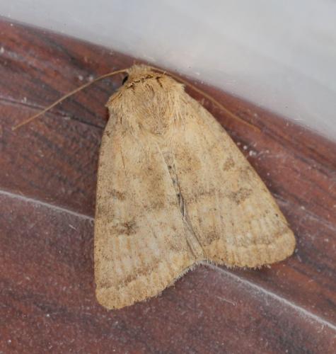 Réf. 126 260 : Hoplodrina octogenaria