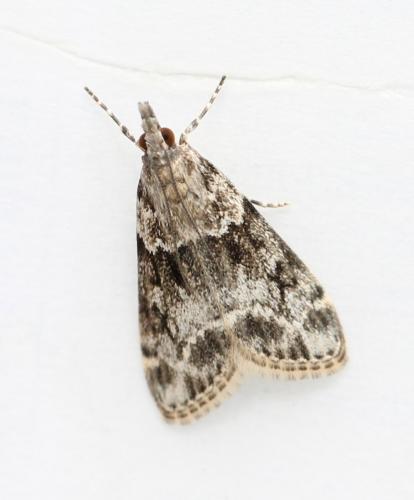 Eudonia mercurella