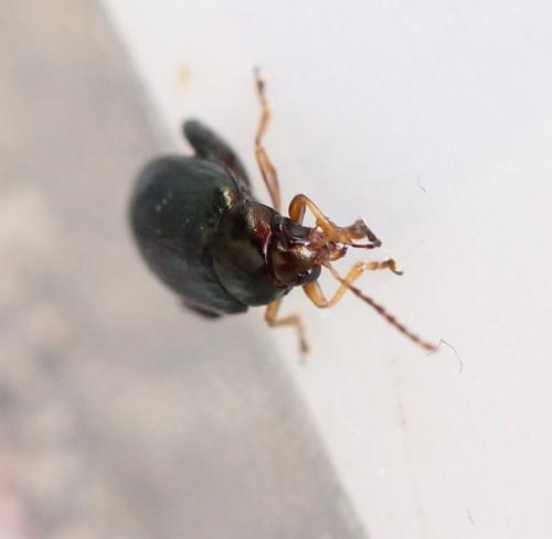 Psylliodes attenuata