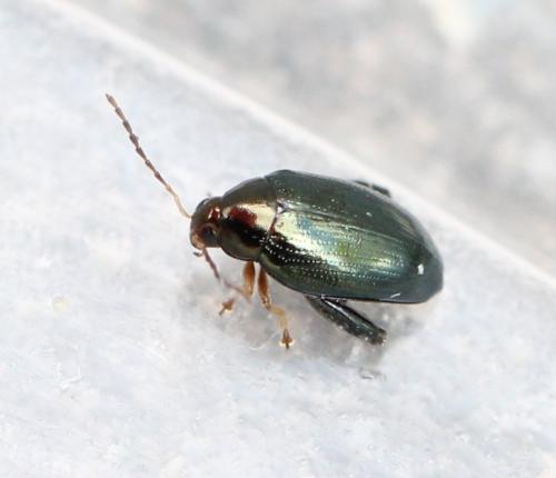 Psylliodes attenuata