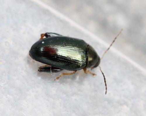 Psylliodes attenuata